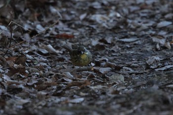 Masked Bunting 鎌倉中央公園 Sun, 2/26/2023