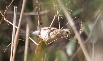 Siberian Long-tailed Rosefinch 麻機遊水地 Mon, 2/27/2023