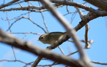 Japanese Bush Warbler 静岡市 Mon, 2/27/2023