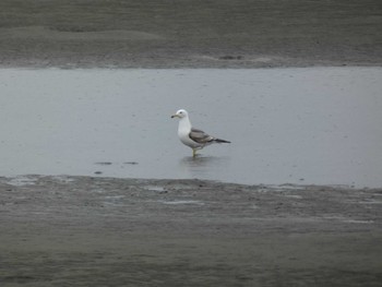 ウミネコ 葛西海浜公園 2022年5月16日(月)