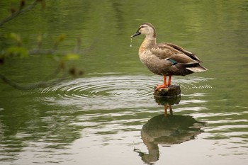 Eastern Spot-billed Duck Mitsuike Park Wed, 5/2/2018