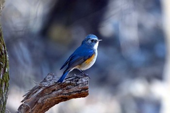 ルリビタキ 愛知県森林公園 2023年2月22日(水)