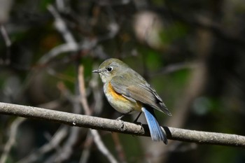 ルリビタキ 愛知県森林公園 2023年2月22日(水)