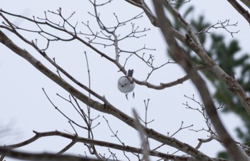 Long-tailed tit(japonicus) Tomakomai Experimental Forest Thu, 2/23/2023