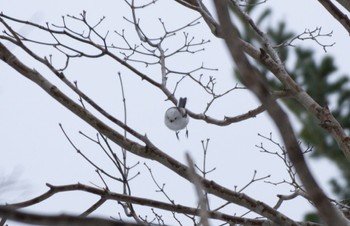 シマエナガ 北大研究林(北海道大学苫小牧研究林) 2023年2月23日(木)