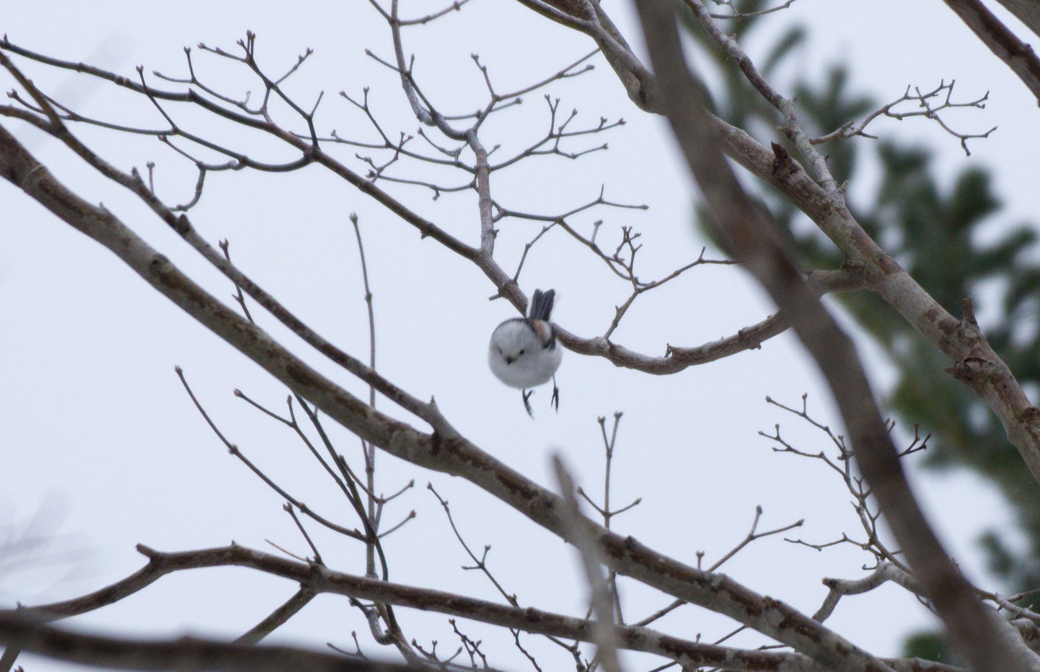 Photo of Long-tailed tit(japonicus) at Tomakomai Experimental Forest by マルCU