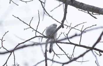 シマエナガ 北大研究林(北海道大学苫小牧研究林) 2023年2月23日(木)