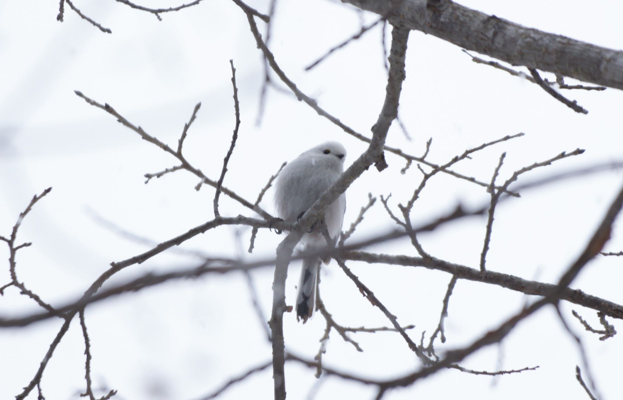 Photo of Long-tailed tit(japonicus) at Tomakomai Experimental Forest by マルCU