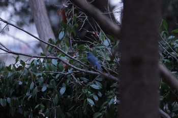 2023年2月19日(日) 平山城址(平山城址公園)の野鳥観察記録