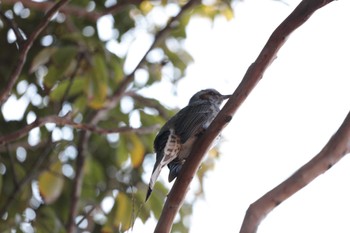 2022年12月29日(木) 梅小路公園(京都市)の野鳥観察記録