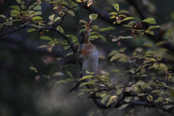 アトリ 梅小路公園(京都市) 2022年12月29日(木)