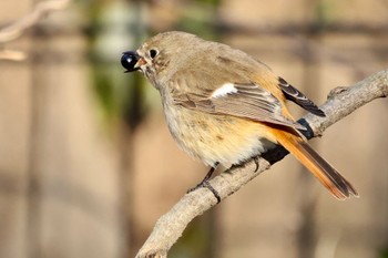 ジョウビタキ 国営木曽三川公園  2023年2月25日(土)