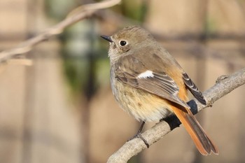 ジョウビタキ 国営木曽三川公園  2023年2月25日(土)