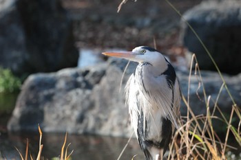 アオサギ 梅小路公園(京都市) 2022年12月29日(木)