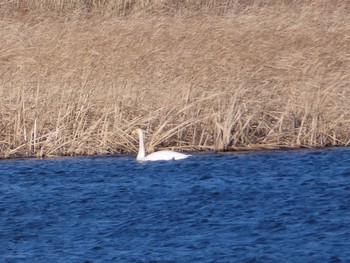 Whooper Swan 芝川第一調節池(芝川貯水池) Sun, 2/26/2023