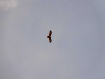 Brahminy Kite シンガポール Tue, 2/21/2023