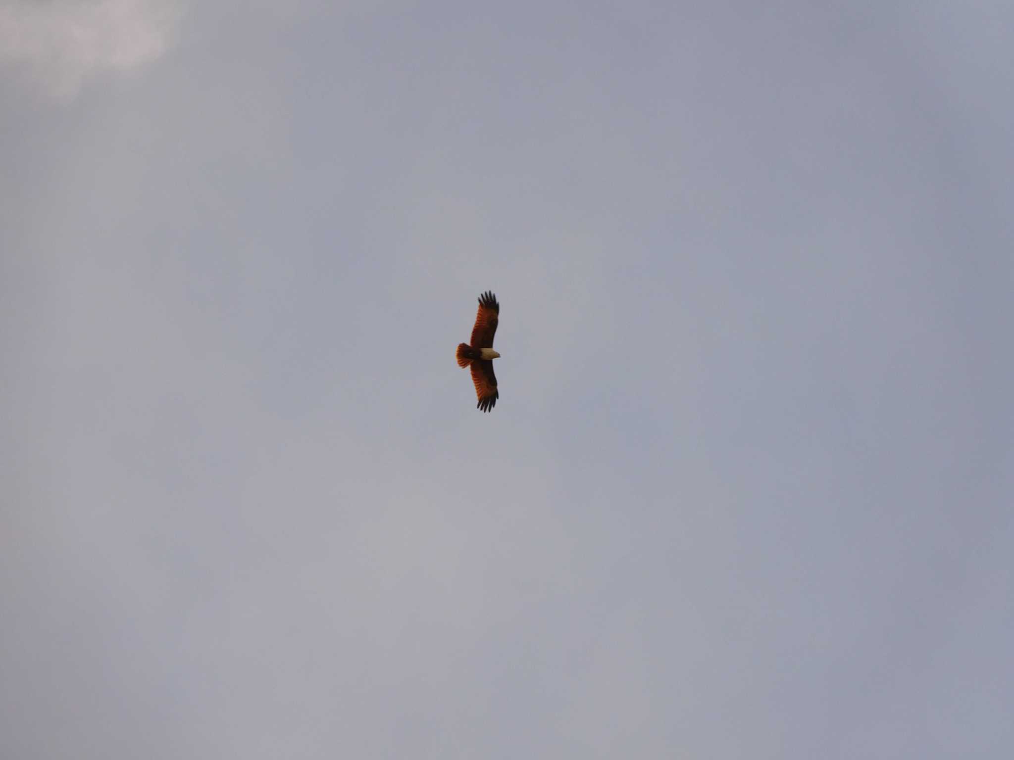 Photo of Brahminy Kite at シンガポール by mkmole