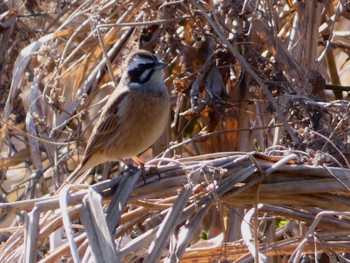 Meadow Bunting 芝川第一調節池(芝川貯水池) Sun, 2/26/2023