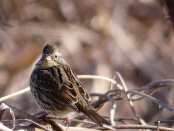 Meadow Bunting 芝川第一調節池(芝川貯水池) Sun, 2/26/2023