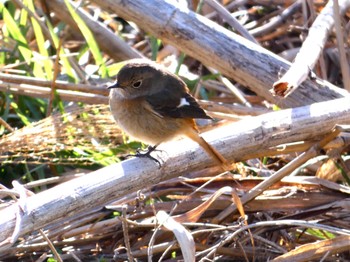 Daurian Redstart 芝川第一調節池(芝川貯水池) Sun, 2/26/2023