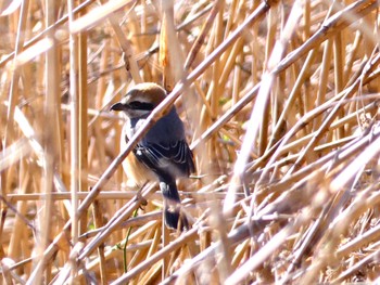 Bull-headed Shrike 芝川第一調節池(芝川貯水池) Sun, 2/26/2023