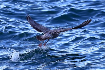 2022年11月7日(月) 大阪湾の野鳥観察記録