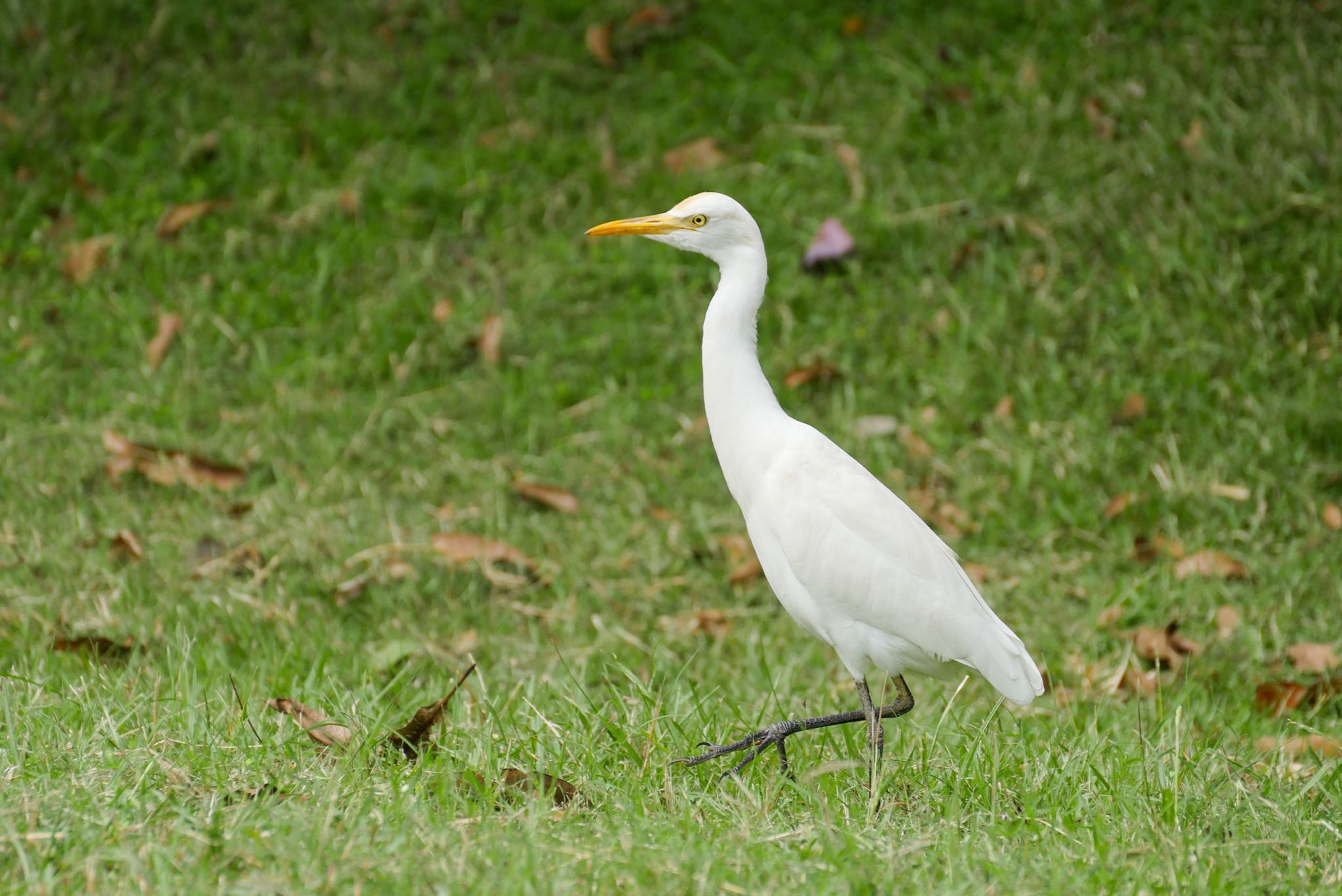 Medium Egret