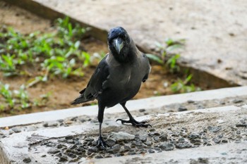 House Crow Sigiriya, Sri Lanka Tue, 1/3/2017