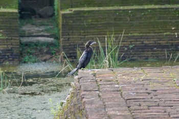 Little Cormorant Sigiriya, Sri Lanka Tue, 1/3/2017