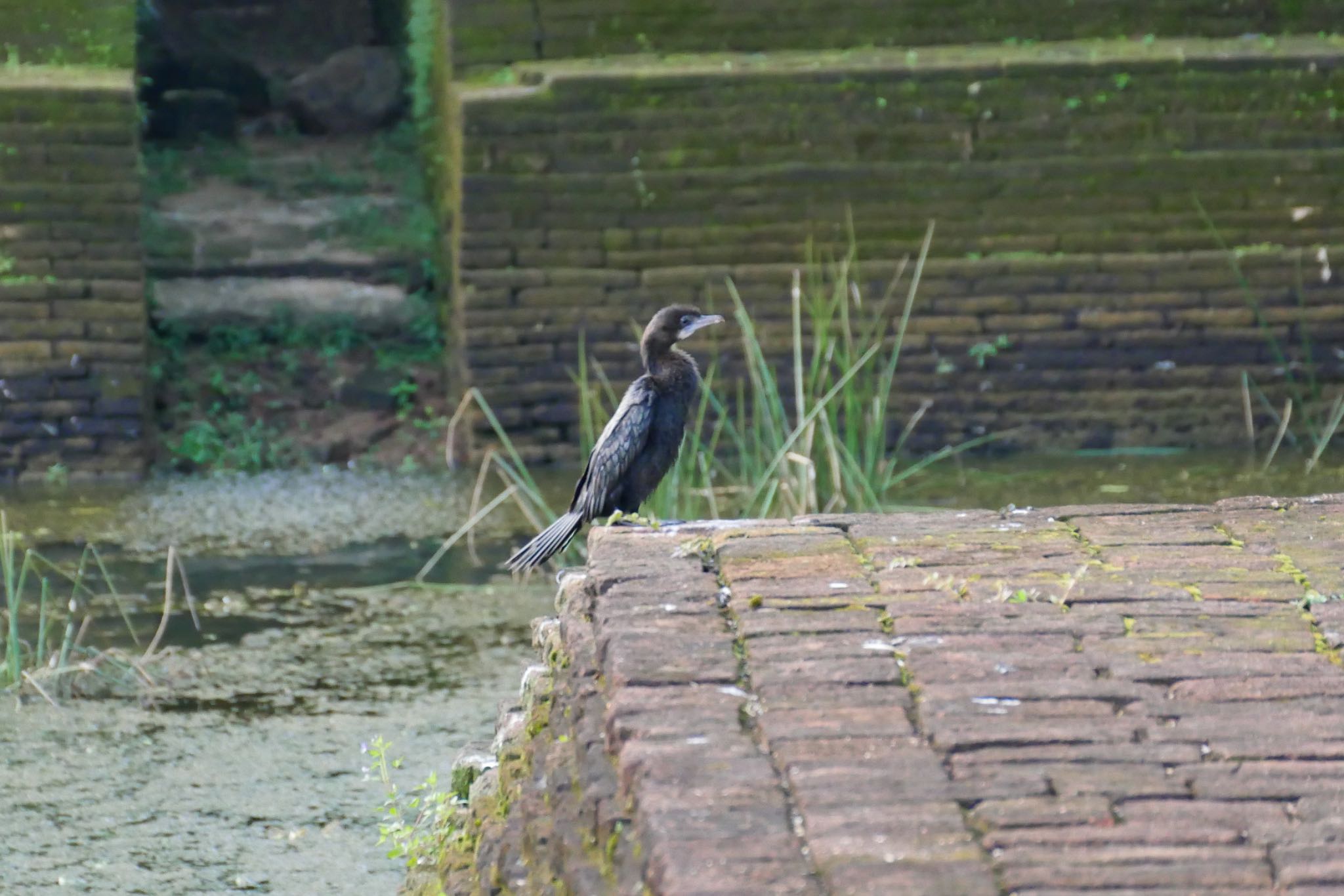 Little Cormorant