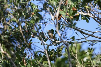 Rose-throated Tanager Coba Ruins Sun, 1/7/2018