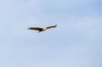 Brahminy Kite Sigiriya, Sri Lanka Tue, 1/3/2017