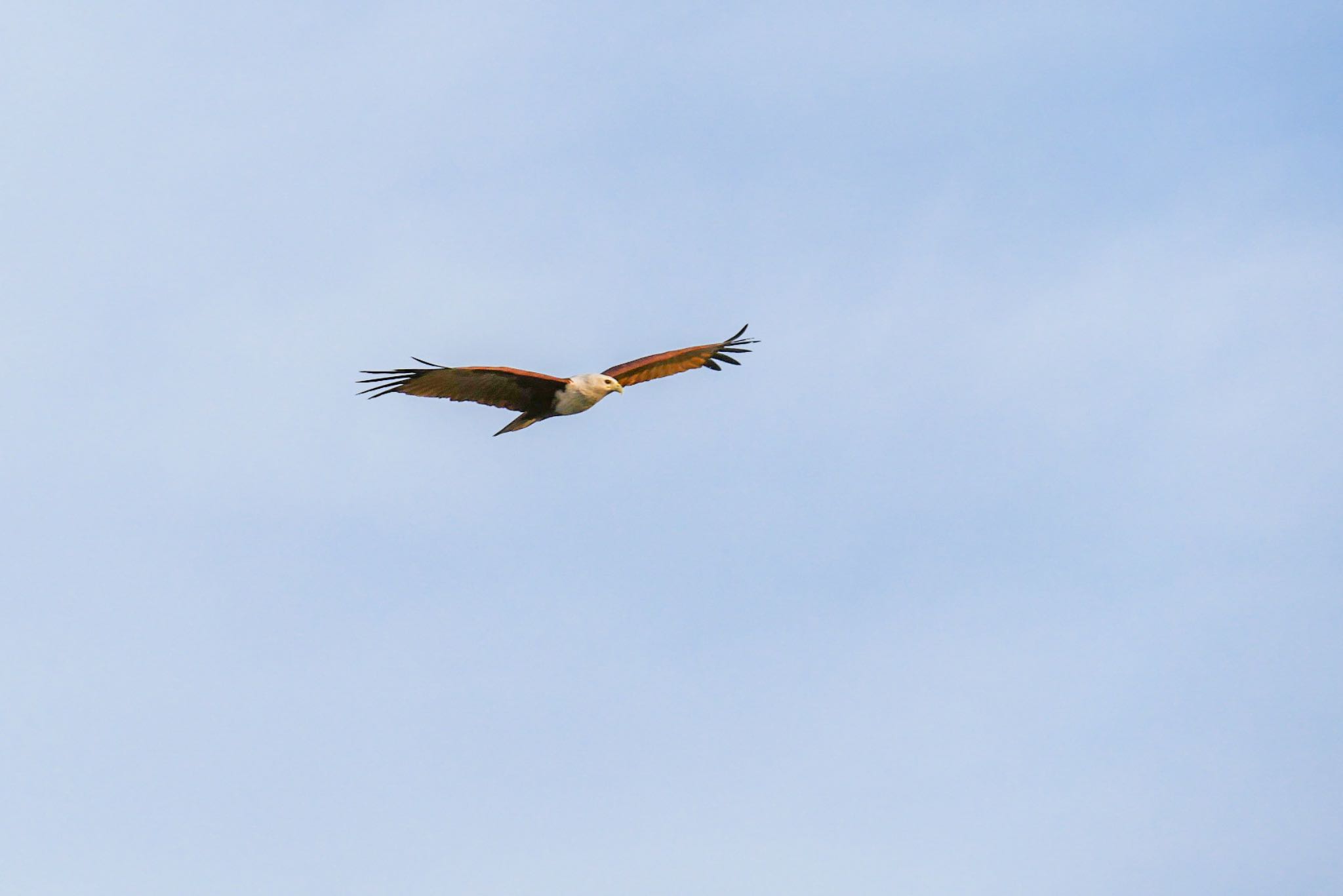 Brahminy Kite