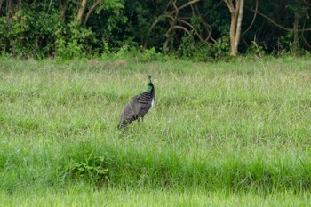 Indian Peafowl Sigiriya, Sri Lanka Tue, 1/3/2017