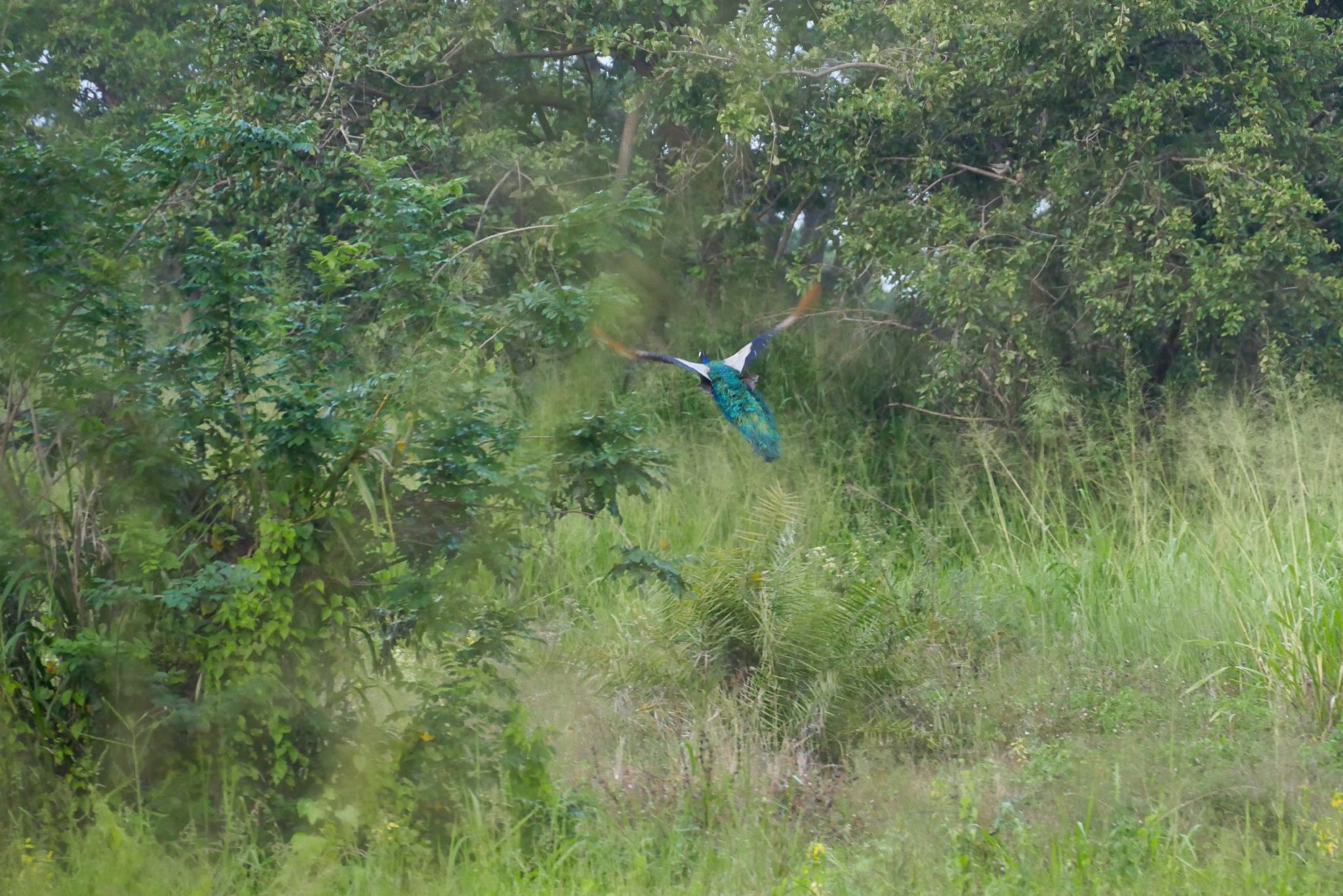 Indian Peafowl