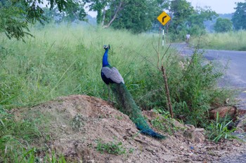 Tue, 1/3/2017 Birding report at Sigiriya, Sri Lanka