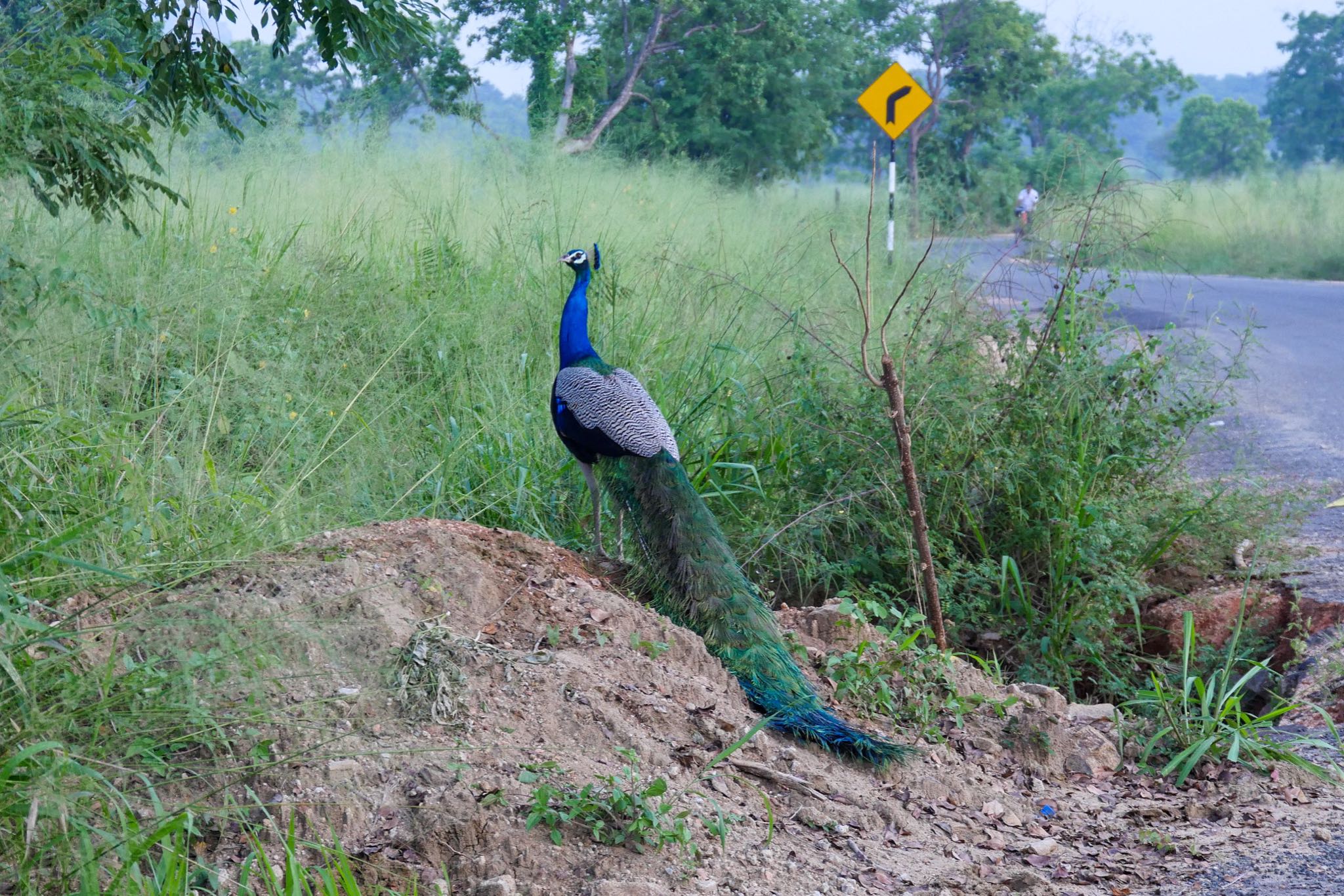 Indian Peafowl