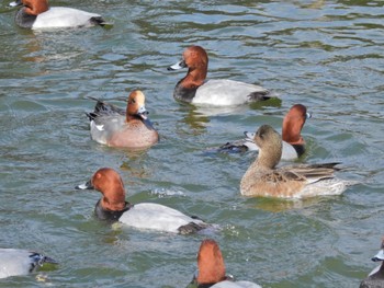 Eurasian Wigeon 弁天池公園(大阪府門真市) Unknown Date