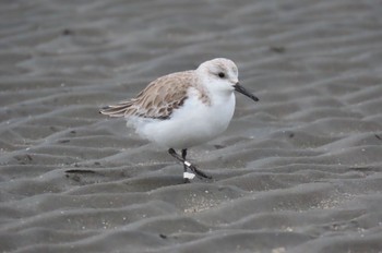 ミユビシギ ふなばし三番瀬海浜公園 2023年2月19日(日)