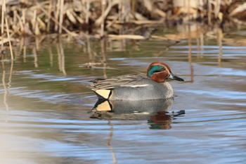 Eurasian Teal 河川環境楽園 Mon, 1/16/2023