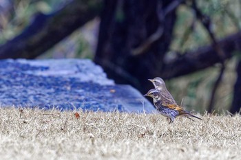 Dusky Thrush 武田の杜 Thu, 2/23/2023