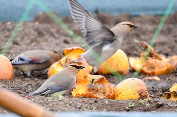 Japanese Waxwing 福島県 Thu, 5/3/2018