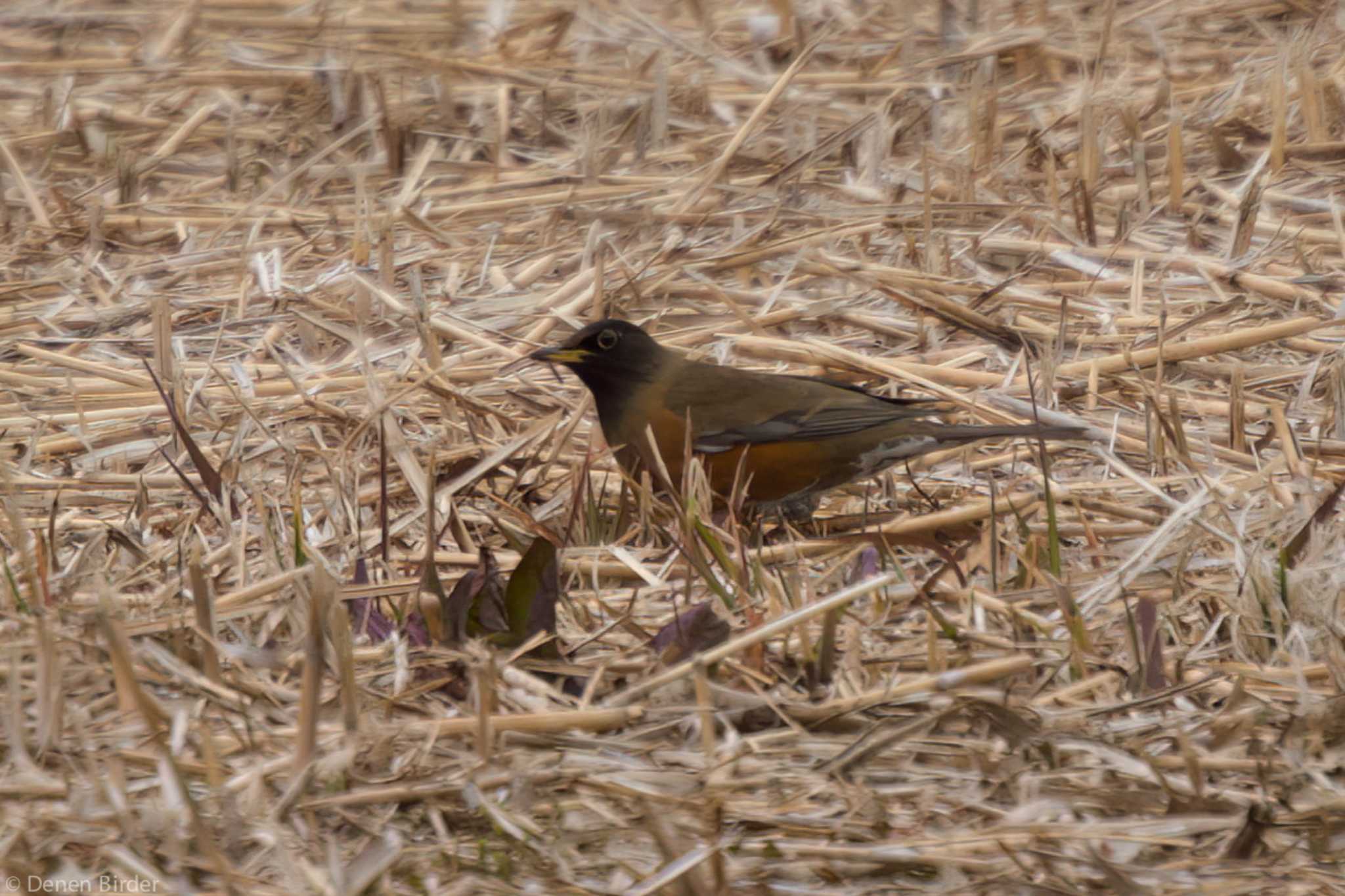 水元公園 オオアカハラの写真 by 田園Birder