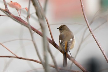 2023年2月25日(土) 水元公園の野鳥観察記録