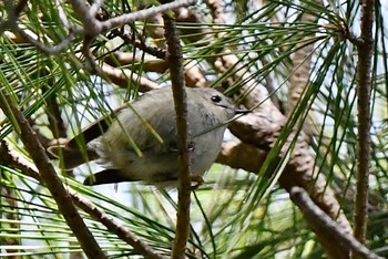 Goldcrest 油山市民の森 Sun, 2/26/2023