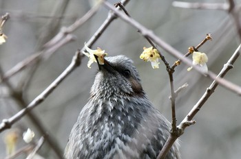 Brown-eared Bulbul 油山市民の森 Sun, 2/26/2023