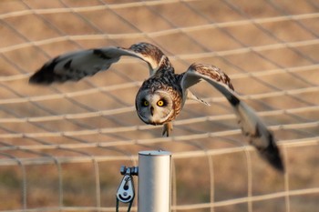 Short-eared Owl 江戸川(三郷) Thu, 2/23/2023