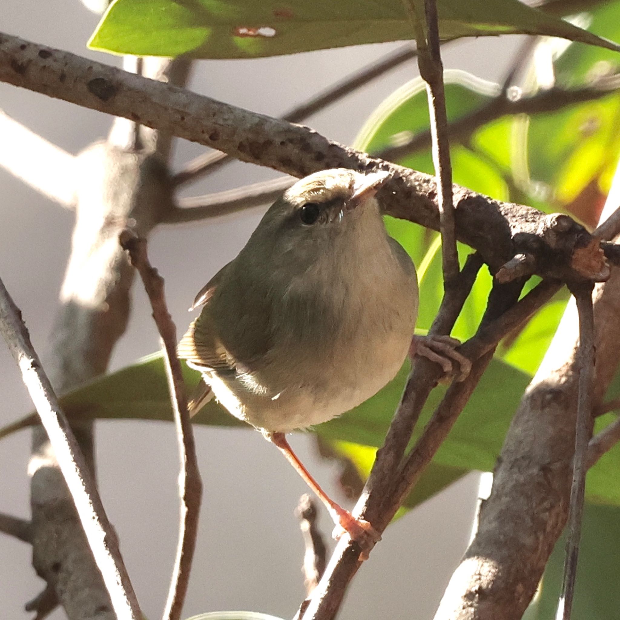 Japanese Bush Warbler