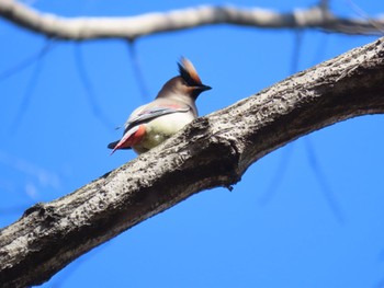 Japanese Waxwing 黒川清流公園 Sun, 2/26/2023