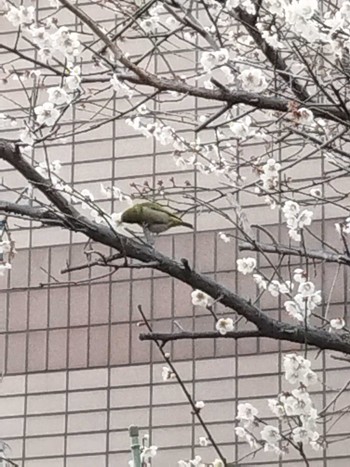 Warbling White-eye 大阪市住吉区 Mon, 2/27/2023